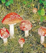 Image result for Anti Fungi