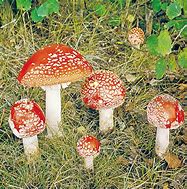 Image result for Cool Fungus