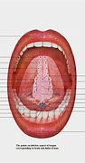 Image result for Side of Tongue Anatomy