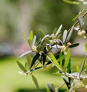 Image result for Olive Flower