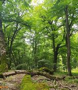 Image result for Hyrcanian Forests