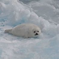 Image result for Harp Seal Diet