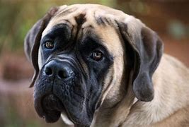 Image result for Grate Mastiff