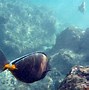 Image result for Hawaiian Snorkeling