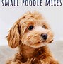 Image result for Cute Poodle Mixes