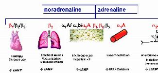 Image result for anandamide receptors