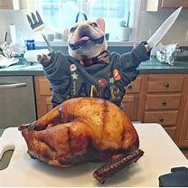 Image result for French Bulldog Thanksgiving