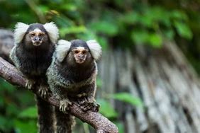 Image result for Big Know World Monkeys