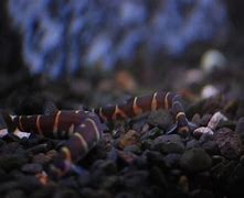 Image result for Best Loaches for Eating Snails