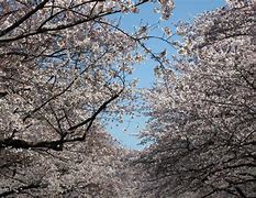 Image result for Ueno Park Hanami