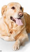 Image result for Pink Tooth Dog