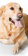 Image result for Pink Tooth Dog