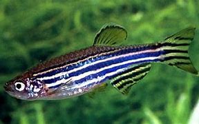 Image result for Zebra Deep Sea Fish