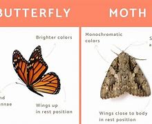 Image result for Moth Whole