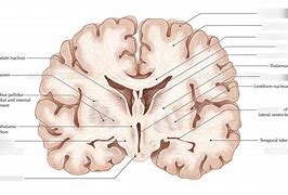 Image result for Mid Coronal Plane