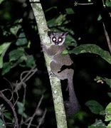 Image result for Galago Matschiei