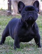 Image result for Baby Black Bulldog