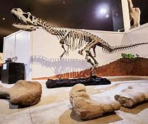 Image result for Giant Skeleton Brazil Museum