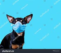 Image result for Dog Wearing a Mask