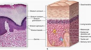 Image result for Skin Layers No Labeled Dermis and Epidermis