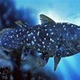 Image result for Sebal Fish