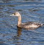 Image result for Pied-billed Grebe