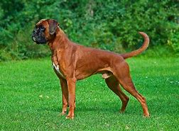 Image result for Boxer Dog Coats