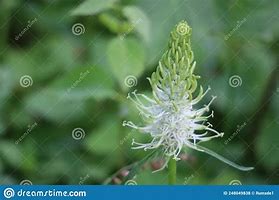 Image result for Spiked Rampion