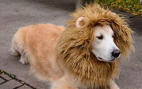 Image result for Dog Costume Lion