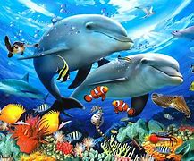 Image result for Animales Ocean