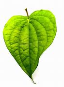 Image result for Piper Betel Plant