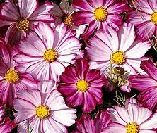 Image result for Cosmos Candy Stripe