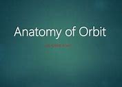 Image result for Orbit Anatomy PPT