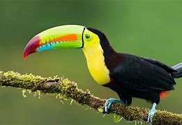 Image result for Toucan Varieties