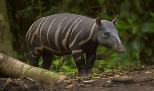 Image result for Tapir Wallpaper