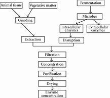 Image result for Enzyme Fermentation