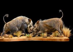 Image result for Bushpig Taxidermy