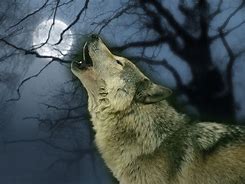 Image result for Amazing Wolf