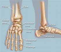 Image result for Joints of Foot