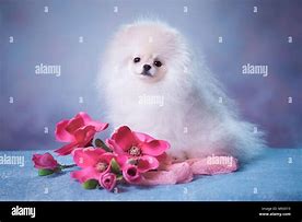 Image result for Fluffy Pixie