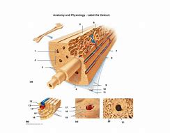 Image result for Osteon Labeling