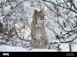 Image result for Lynx Ukraine