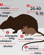 Image result for Mause Vs. Rat