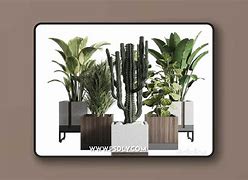 Image result for Outdoor Boxit Plant