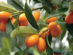 Image result for Oval Kumquat