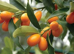 Image result for Tropical Asian Fruit Kumquat