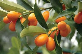 Image result for Kumquat Like Fruit