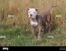 Image result for 12 Week Old English Bulldog Puppy