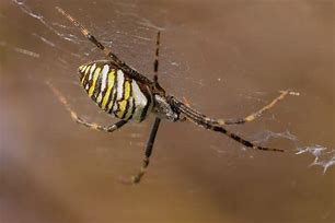 Image result for Argiope