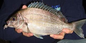 Image result for Black Sea Bream